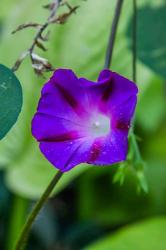 Purple Morning Glory 1 | Obraz na stenu