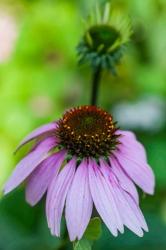 Purple Coneflower | Obraz na stenu