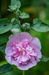 Pink Hollyhock | Obraz na stenu