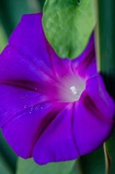 Purple Morning Glory | Obraz na stenu