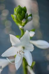 Hosta Bloom | Obraz na stenu