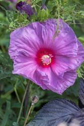 Pink Hibiscus | Obraz na stenu