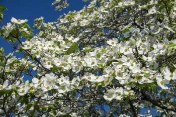 White Dogwood Tree | Obraz na stenu