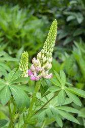 Pink Lupine | Obraz na stenu