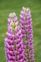 Pink Lupine | Obraz na stenu