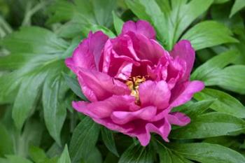 Pink Peony | Obraz na stenu