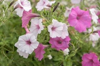 Pink And White Petunias | Obraz na stenu