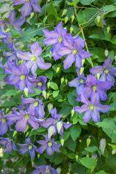 Purple Clematis 2 | Obraz na stenu