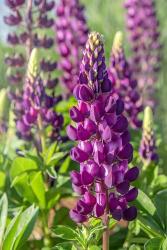 Purple Lupine | Obraz na stenu