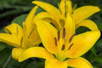 Yellow Daylily | Obraz na stenu