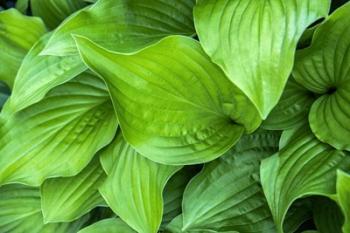 Hosta Plant | Obraz na stenu