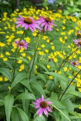 Purple Coneflower | Obraz na stenu