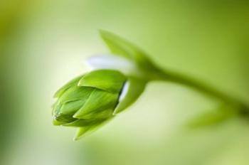 Hosta Flower Bud | Obraz na stenu