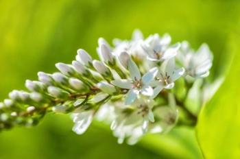 Gooseneck Yellow Loosestrife | Obraz na stenu