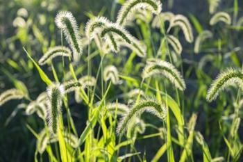 Plumes Of Grass Rimmed In Light | Obraz na stenu