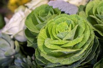 Ornamental Cabbage In A Flower Arrangement | Obraz na stenu