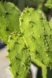 Prickly Pear Cactus | Obraz na stenu