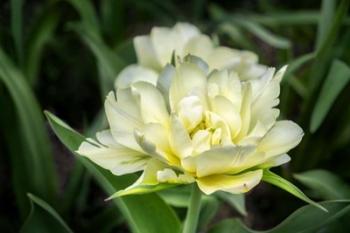 White Exotic Emperor Tulip | Obraz na stenu