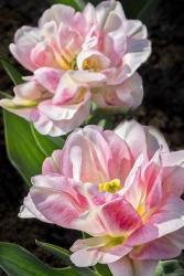 Pink Double Early Tulip | Obraz na stenu