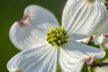 White Dogwood Flowers | Obraz na stenu