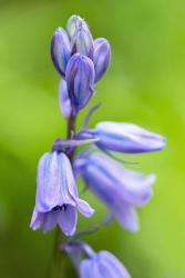 English Wood Hyacinth 3 | Obraz na stenu