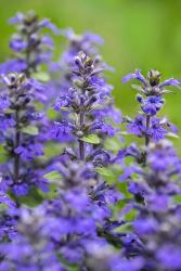 Salvia Officinalis, Common Sage | Obraz na stenu