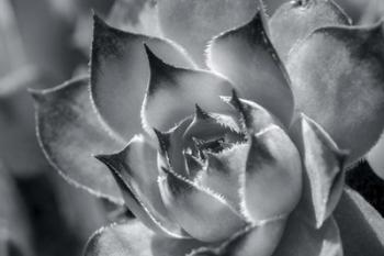 Hens And Chicks, Succulents 1 | Obraz na stenu