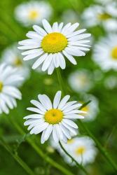 Oxeye Daisy | Obraz na stenu