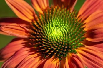 Orange Coneflower | Obraz na stenu