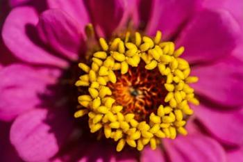 Pink Zinnia D | Obraz na stenu