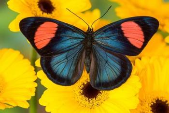 Painted Beauty Butterfly From The Amazon Region | Obraz na stenu