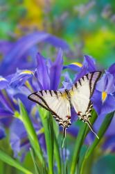 Short-Lined Kite Swallowtail | Obraz na stenu