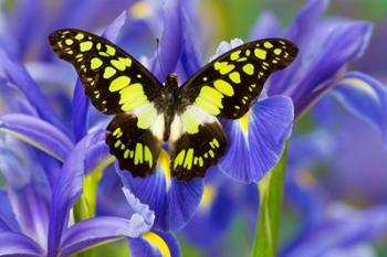 Electric Green Swallowtail Butterfly | Obraz na stenu