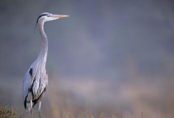 Great Blue Heron | Obraz na stenu