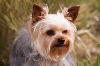 Purebred Yorkshire Terrier Dog | Obraz na stenu