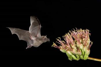 Mexican Long-tongued Bat | Obraz na stenu