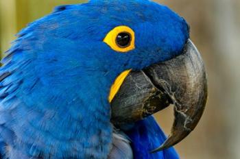 Blue Hyacinth Macaw, Anodorhynchus Hyacinthinus | Obraz na stenu