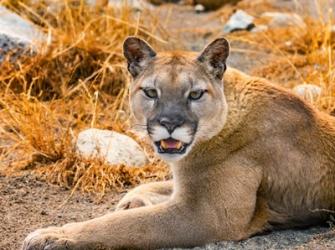 Mountain Lion, Cougar, Puma Concolor | Obraz na stenu