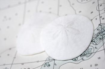 Sand Dollars On Nautical Chart | Obraz na stenu