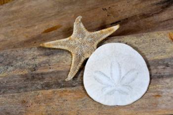 Sand Dollar And Starfish Still-Life | Obraz na stenu