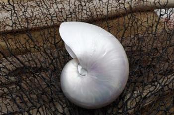 Whole Pearl Nautilus Shell | Obraz na stenu