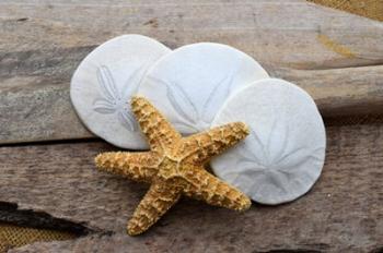 Sand Dollar And Starfish Still-Life | Obraz na stenu