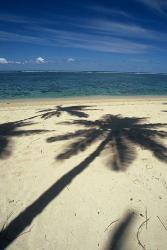 Shadow of Palm Trees on Beach, Coral Coast, Fiji | Obraz na stenu