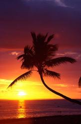 Sunset and Palm Trees, Coral Coast, Viti Levu, Fiji | Obraz na stenu