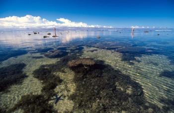 Tourists and Starfish in Rock Pools, Tambua Sands Resort, Coral Coast, Fiji | Obraz na stenu