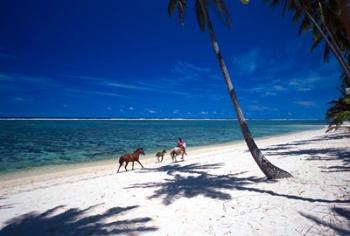 Horses on Beach, Tambua Sands Resort, Coral Coast, Fiji | Obraz na stenu