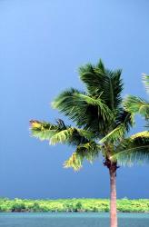 Palm Tree, Denarau Island, Fiji | Obraz na stenu