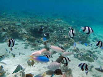 Tropical Fish, Malolo Lailai Island, Fiji | Obraz na stenu