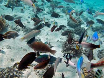 Tropical Fish,  Fiji | Obraz na stenu