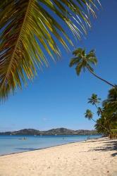 Beach and palm trees, Plantation Island Resort, Malolo Lailai Island, Mamanuca Islands, Fiji | Obraz na stenu